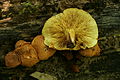 Pholiota tuberculosa