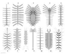 Rekonstruksi dari beragam lobopodia. 1: Microdictyon sinicum, 2: Diania cactiformis, 3: Collinsovermis monstruosus, 4: Luolishania longicruris, 5: Onychodictyon ferox, 6: Hallucigenia sparsa, 7: Aysheaia pedunculata, 8: Antennacanthopodia gracilis, 9: Facivermis yunnanicus, 10: Paucipodia inermis, 11: Jianshanopodia decora, 12: Hallucigenia fortis