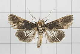 Stictoptera cucullioides