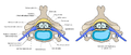 Servikal vertebrada normal durum ve spinal disk fıtıklaşması