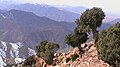 Sabinas en el Alto Atlas (Marruecos)