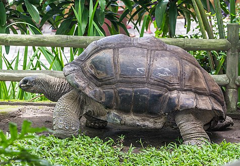 Aldabra giant tortoise