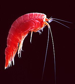 Amphipod with curved exoskeleton and two long and two short antennae Amphipodredkils.jpg