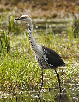 Witnekreyger (Ardea pacifica)