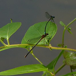 Argia apicalis