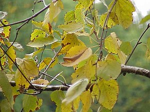 papera betulo (Betula papyrifera)