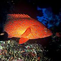 De rode koraalbaars (Cephalopholis miniata), Rode Zee
