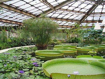 English: Conservatory No 28 of Botanical_Garde...