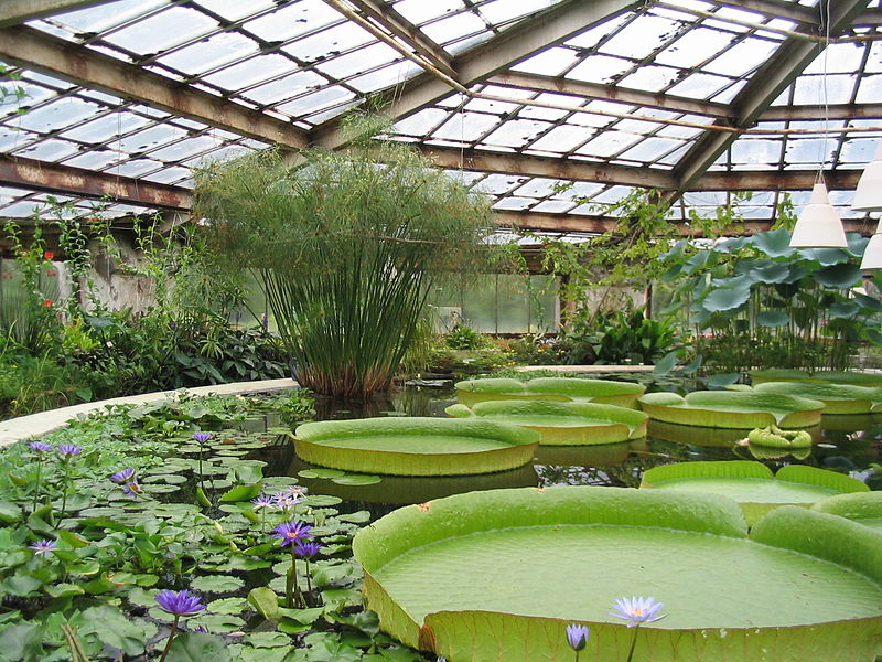 File:Botanical Garden V.L. Komarov Botanical Institute.jpg