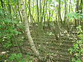 Plantas silvestres creciendo en antigua escalinata.