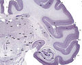 Tissue slice from the brain of an adult macaque monkey. The cerebral cortex is depicted in dark violet.