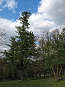 L’arboretum de Berejany à Raï, classée[5].