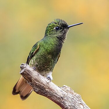 Buff-tailed coronet by Charles J. Sharp