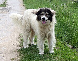 English: Bulgarian shepherd (Karakachan dog) f...