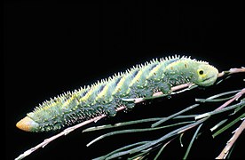 Coequosa triangularis (Sphingidae, Smerinthinae)