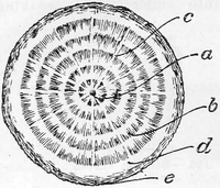 Cross Section of Stem of Timber Tree