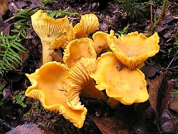 Chanterelle Cantharellus cibarius.jpg