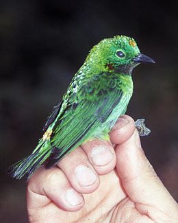 Chlorochrysa calliparaea