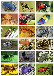 Coleoptera Diversity.jpg