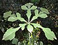 Compound leaf of Cussonia nicholsonii (6 leaflets)