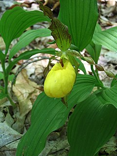 Description de l'image Cypripediumparviflorum.JPG.