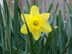 Daffodil of spring.