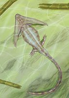 Diploceraspis