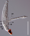 Diplopodomyces coronatus (Laboulbeniomycetes)