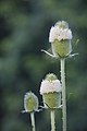 Dipsacus sativus en fleurs. Photographiée dans l’Ain en juillet 2016.