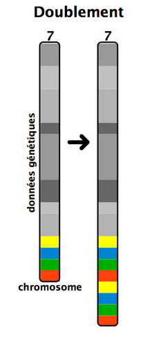 Vignette pour Duplication (génétique)