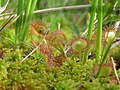 Drosera rotundifolia на Старој планини