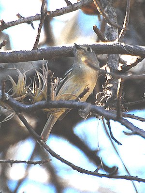 Nelsona vireo