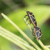 キバナハタザオ上で交尾中のナガメ