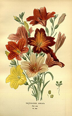 Salpiglossis sinuata