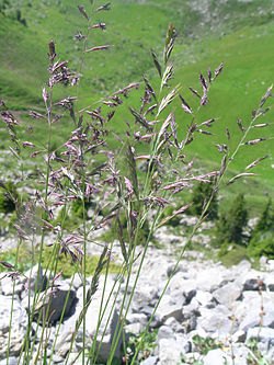 Festuca rubra. 
 JPG