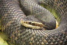 Водные мокасины Florida Water Moccasin 056.jpg