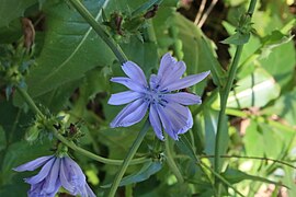 Chicory of Massapequa Preserve