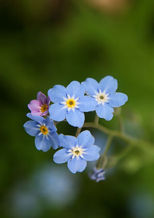 Forget-me-not flowers.