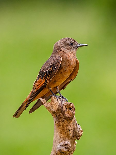 圖為峭壁霸鶲（學名：Hirundinea ferruginea），攝於巴西聖保羅州平達莫尼揚加巴。