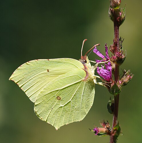 Крушинница (Gonepteryx rhamni) на дербеннике иволистном (Lythrum salicaria)