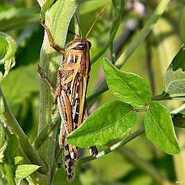 Schistocerca americana