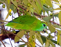 Filipininė storasnapė papūga (Bolbopsittacus lunulatus)