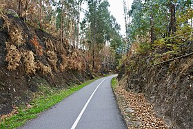 Aspeto da via a NW de Farreja, em 2016, transformada em ciclovia, ladeada de eucaliptos pirogénicos