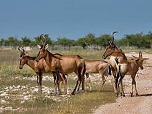 Stepa alcelafo en Namibio