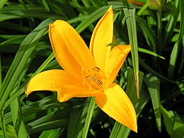 Geltonoji viendienė (Hemerocallis lilioasphodelus)