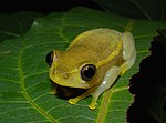 Miniatura per Heterixalus luteostriatus