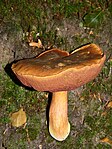 Boletus erythropus