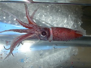 The elongate jewel squid (Histioteuthis reversa), so called because the photophores festooning its body make it appear bejewelled Histioteuthis reversa (Michael Vecchione, NOAA).JPG