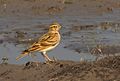 Hume's short-toed lark (Calandrella acutirostris). Akola, Maharashtra, India.