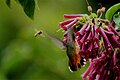 Hummingbird and a hiney bee.jpg